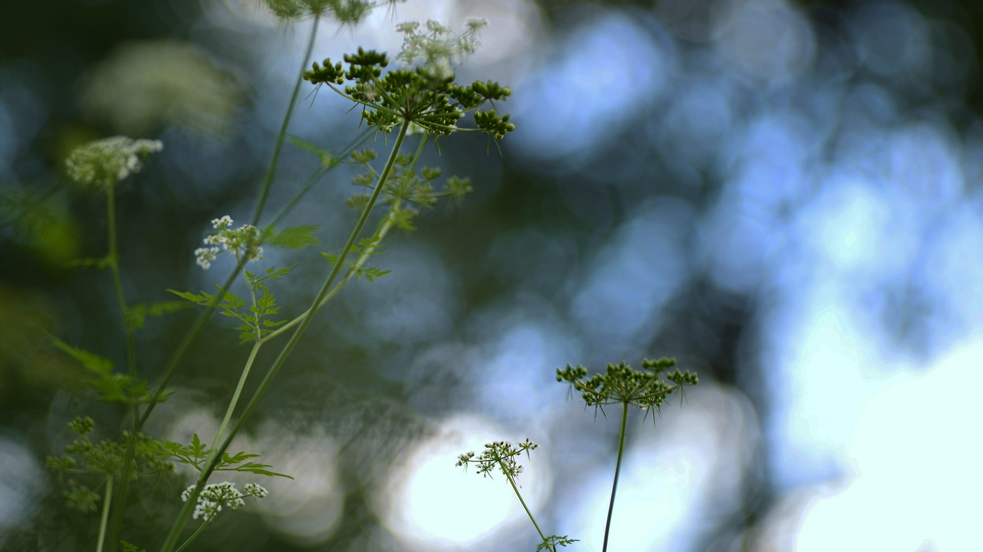 Services - Carbon Management